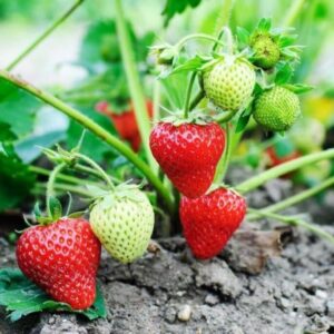 20+ Loose packed Chandler Strawberries Seed cake ordered online in Kathmandu, Nepal