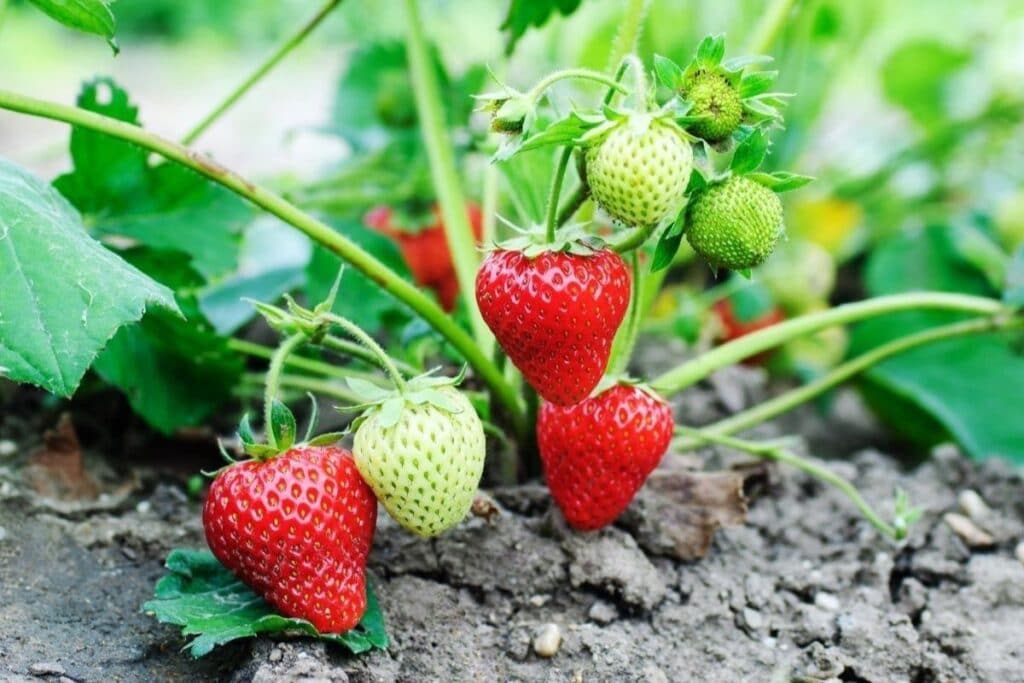 20+ Loose packed Chandler Strawberries Seed cake ordered online in Kathmandu, Nepal